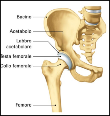 anatomia dell'anca, intervento di protesi