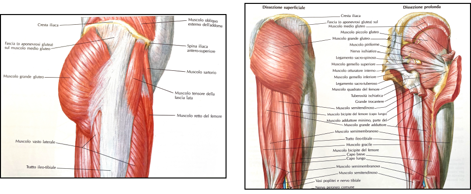 i muscoli dell'anca, intervento con protesi