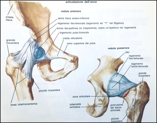 legamenti dell'anca, intervento di protesi
