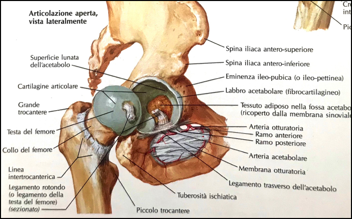 superfici articolari anatomia dell'anca