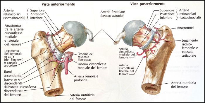 vasi, nervi e muscoli dell'anca